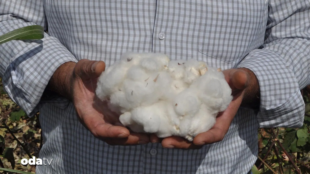 amik ciftcisi dertli pamuk fiyatlari can yakti Qmc1TY6X