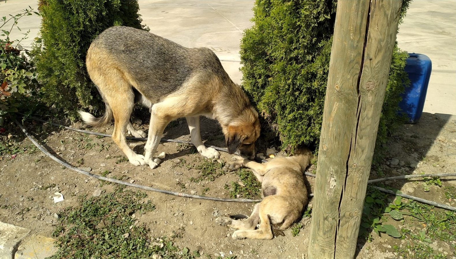 yavrusuna carptilar bir an olsun basindan ayrilmadi ZZzLUhFq