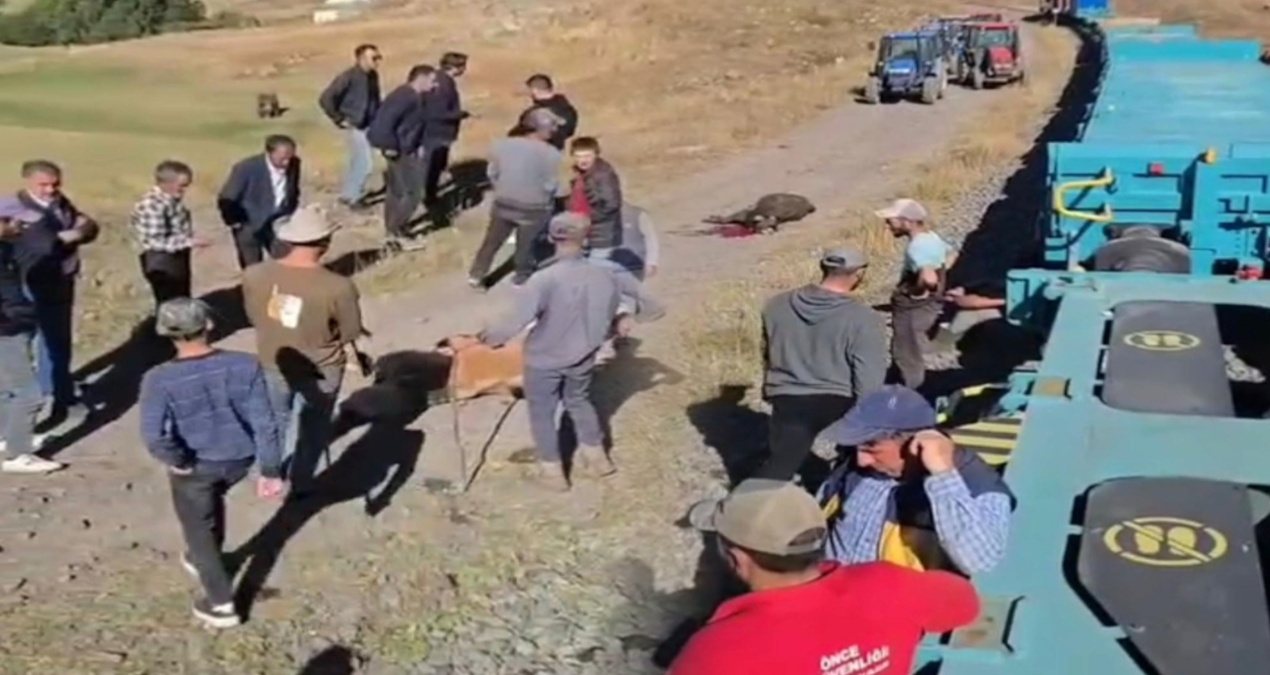 yuk treni buyukbas surusune carpti 5 inek oldu TOPgQGX4