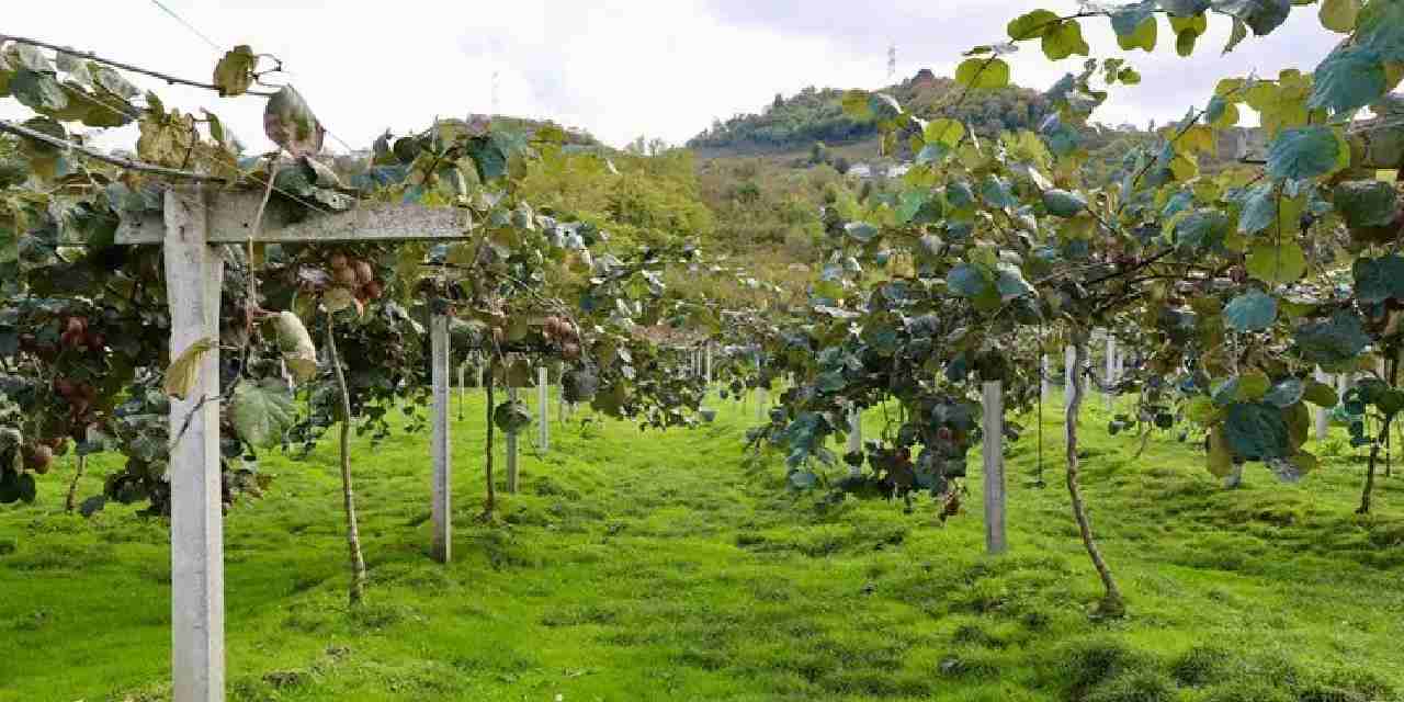 4 bin ton rekolte bekleniyor kilogram fiyati belli oldu TF7CjCum.jpg