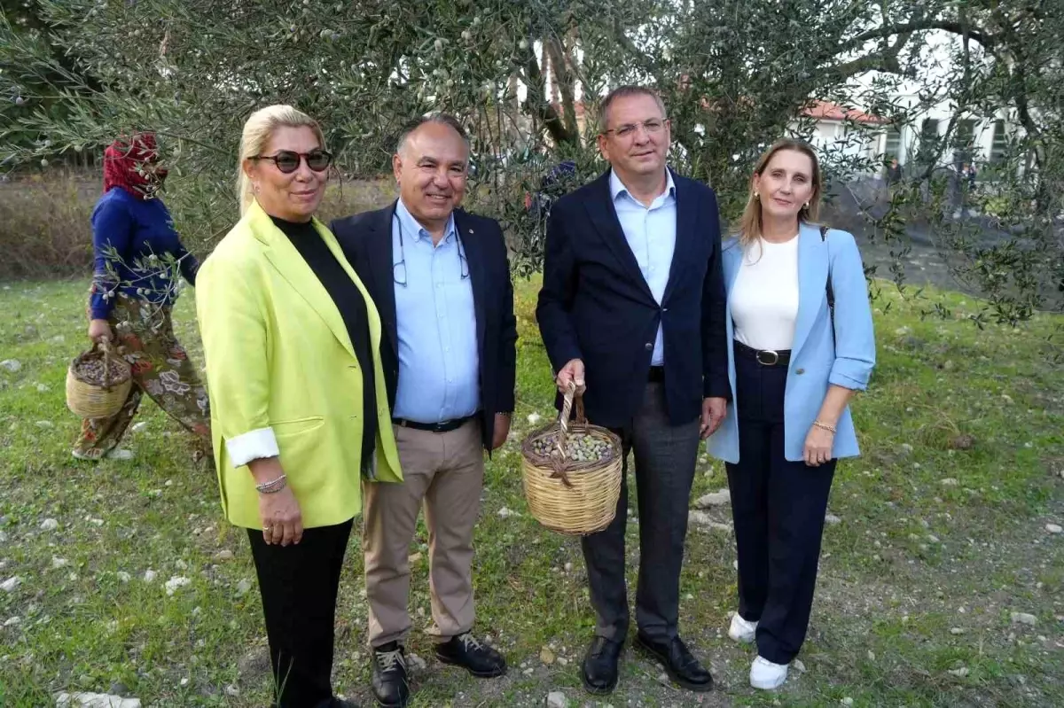 ayvalikta zeytin hasadi ve ihracat hedefleri qX7bOXDA.jpg