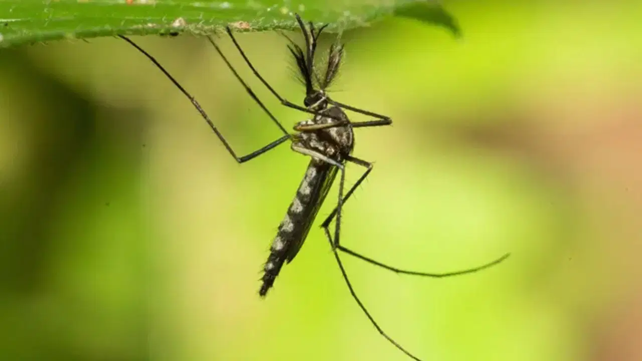 izlandada ilk kez sivrisinek goruldu son kale dustu SqVOJcKA.jpg