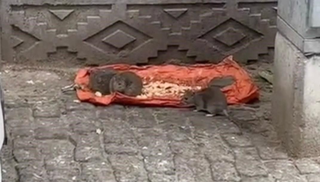 tekirdagda fareler sokaklari basti IkItXRDG.jpg