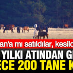 Yilki atlari gizemli sekilde yok oldu iddiasi kirgizistana mi satildilar kesildiler mi 1FtBP2Q8