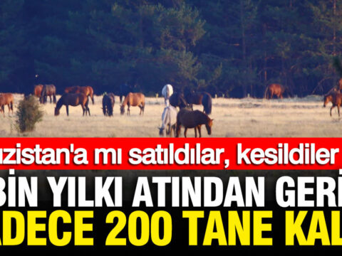 Yilki atlari gizemli sekilde yok oldu iddiasi kirgizistana mi satildilar kesildiler mi 1FtBP2Q8