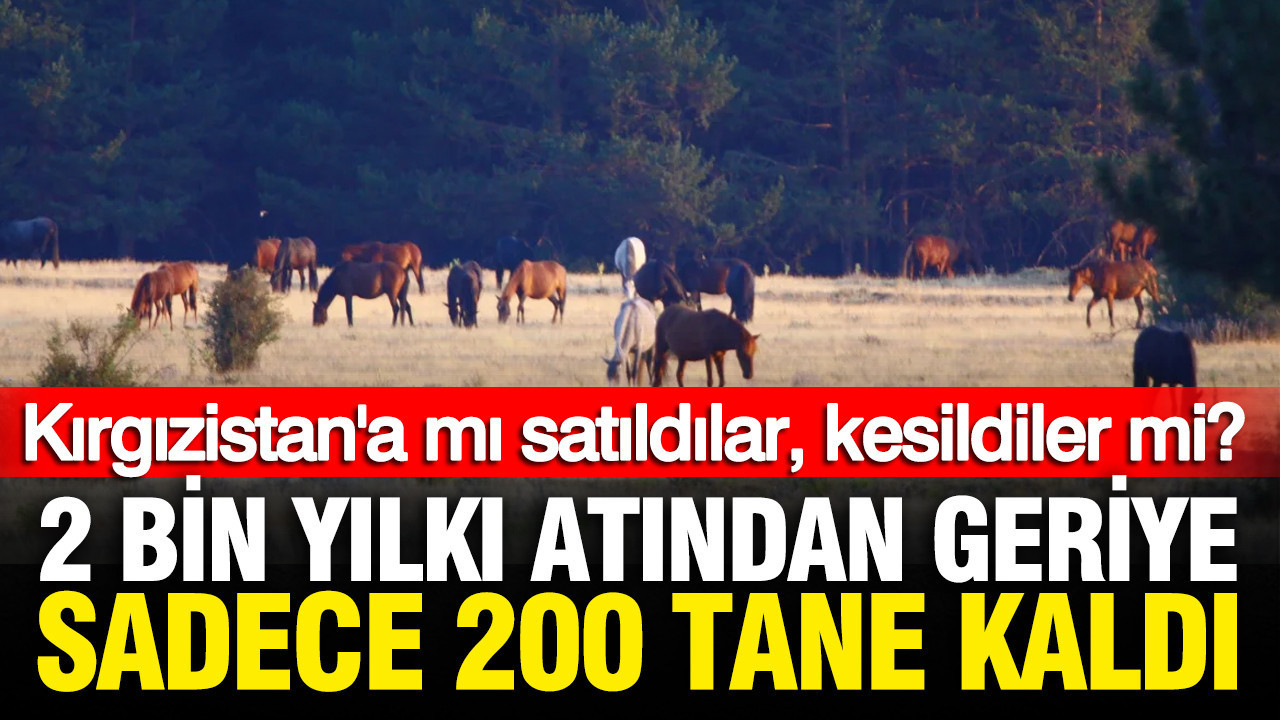 Yilki atlari gizemli sekilde yok oldu iddiasi kirgizistana mi satildilar kesildiler mi 1FtBP2Q8